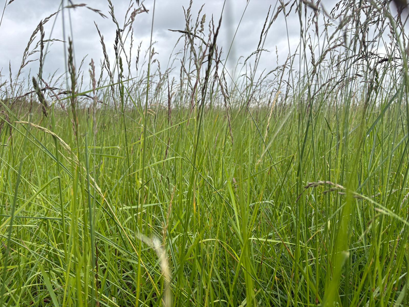 Hay meadows at EARL du Parc in the Loire Valley.jpeg